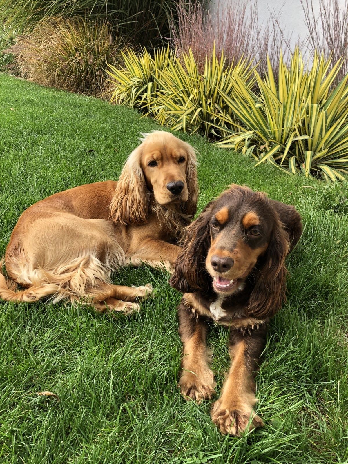 Cocker Spaniel Angielski - pies Agent