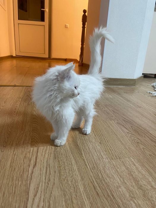 Котенята в добрі руки