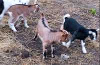 Камерунские козы карликовые