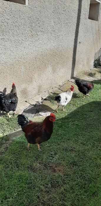 Sprzedam roczne koguty