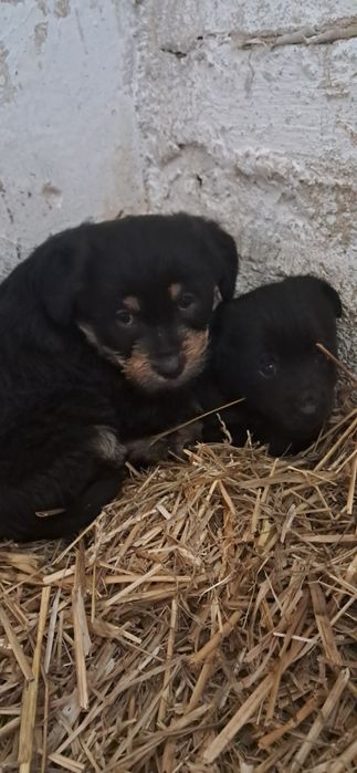 Oddam szczeniaki pieski w dobre ręce