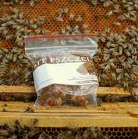 KIT pszczeli propolis sezon 2023 świeży własna pasieka