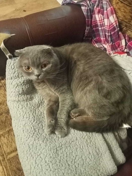 Кот вислоухий для вязки