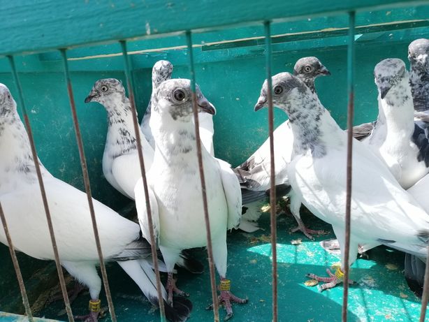 Продам будапештских высоколетных голубей или обмен на зерно.