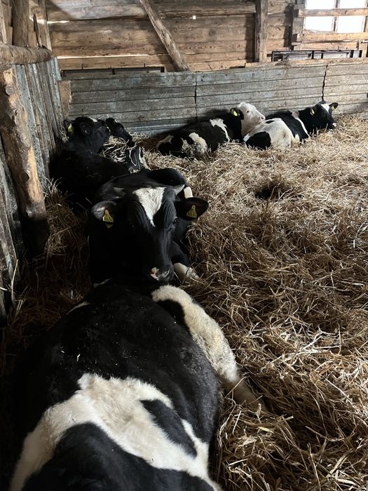 Sprzedam byczki i jalowki
