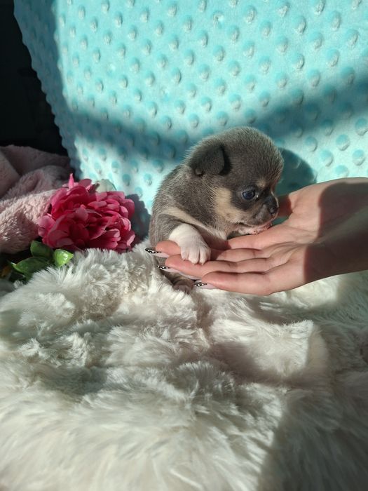Chihuahua krótkowłosy blue tan Lucek