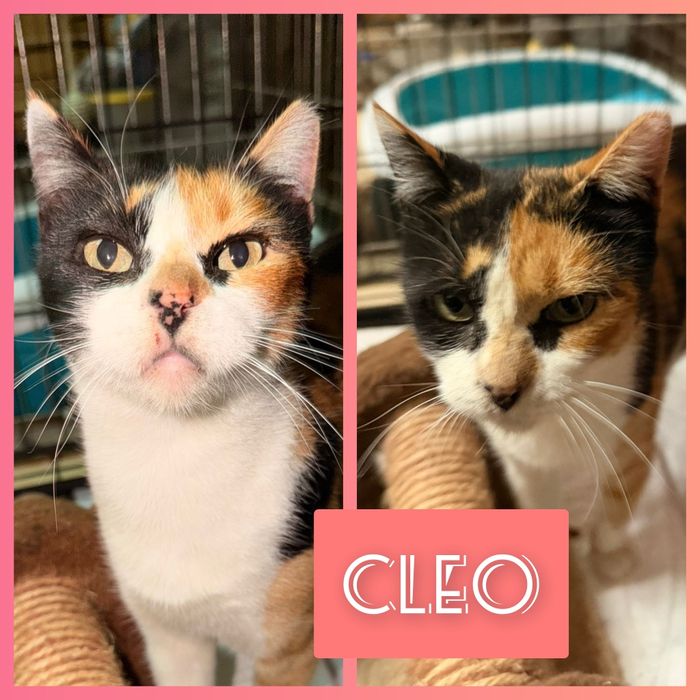 Gatas para adoção
