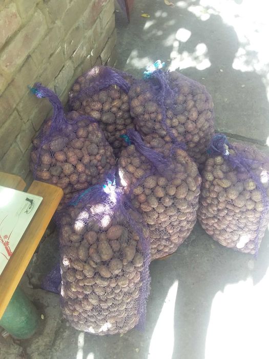 Картопля дрібна.