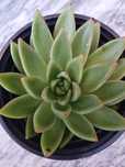 Planta suculenta- Echeveria agavoides