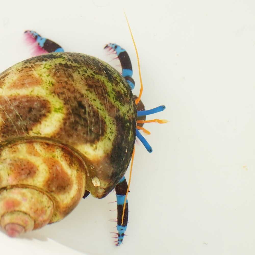 Calcinus elegans (niebieskonogi) - krab pustelnik - akwarium morskie