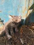 Віддаю кошеня в добрі руки безкоштовно
