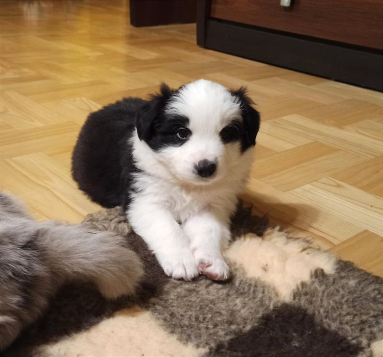 Szczenię Border Collie ZKwP pies samczyk