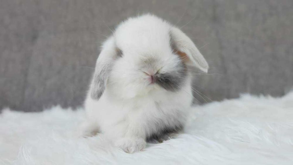 Coelhos anões mini +Gaiola Nova +alimentação adequada