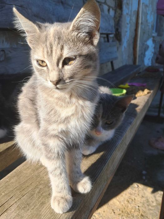 Віддам безкоштовно кошенят