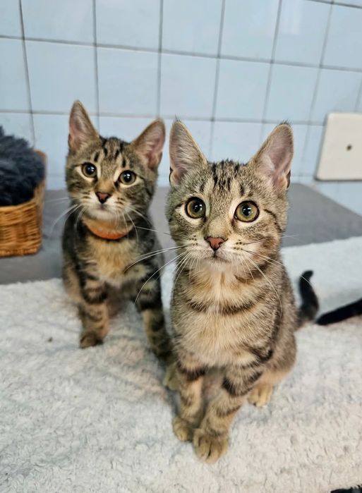 Marysia i Czaruś szukają domu. Kociak