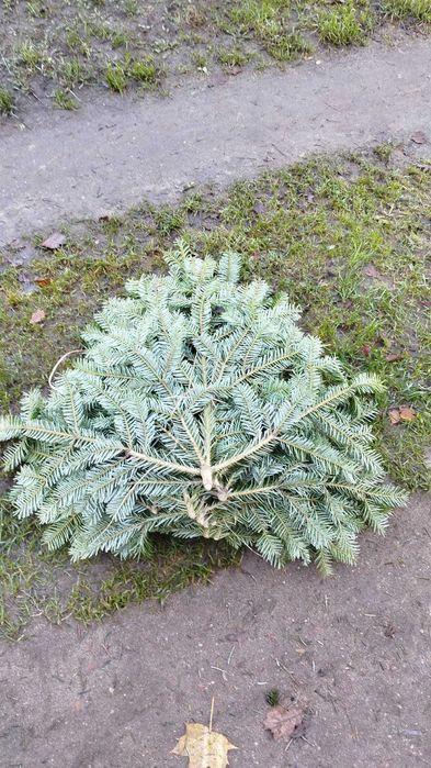 Zestaw gałązek 15-90cm