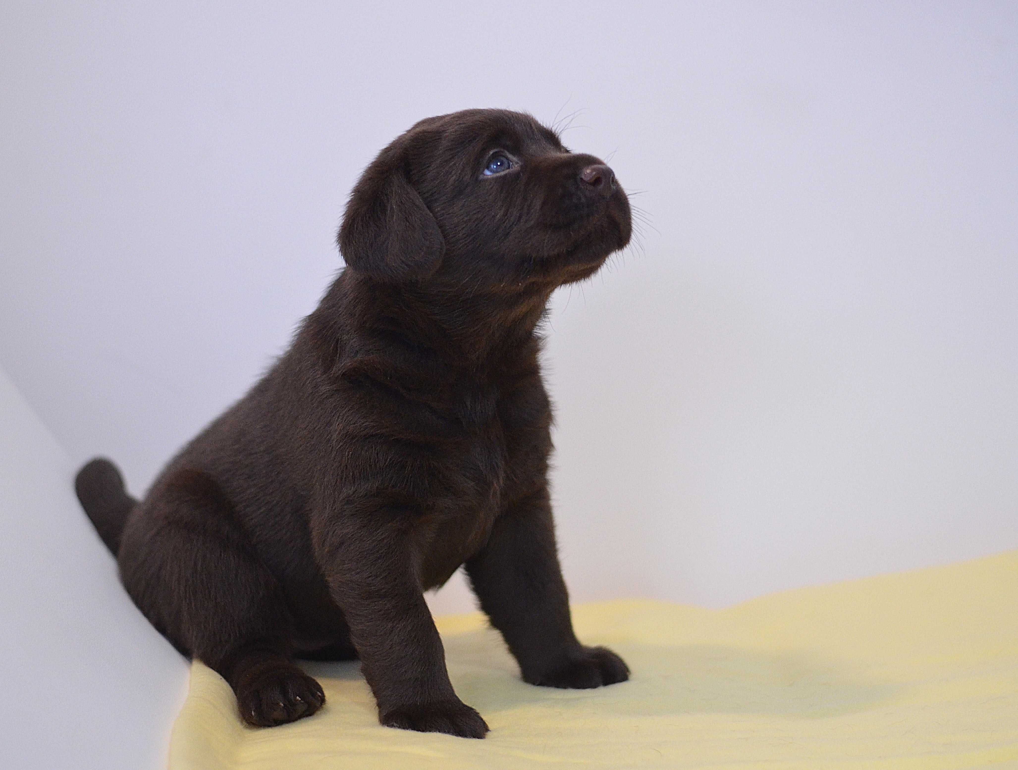 Labrador Retriever Czekoladowy Szczeniak ZKwP FCI