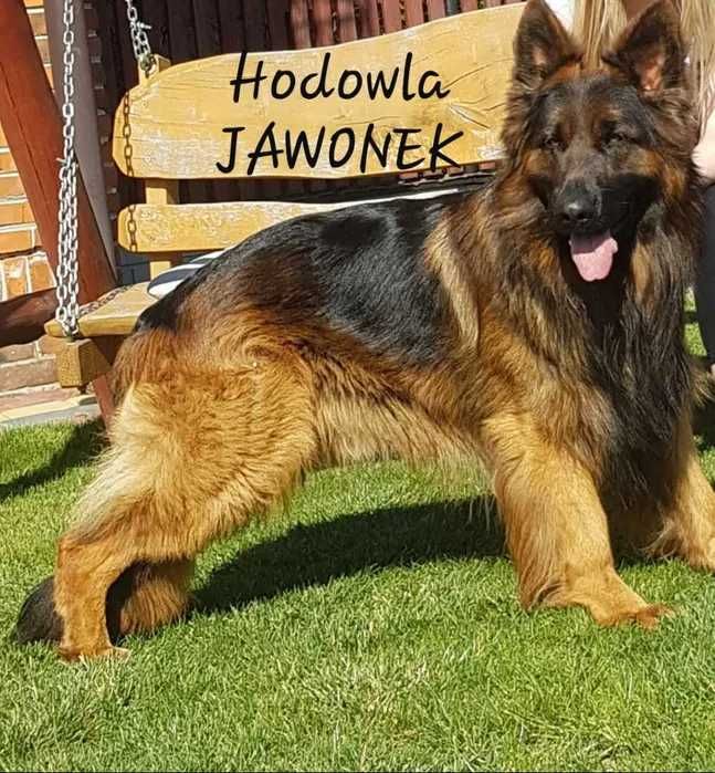 Owczarek Niemiecki Długowłosy
