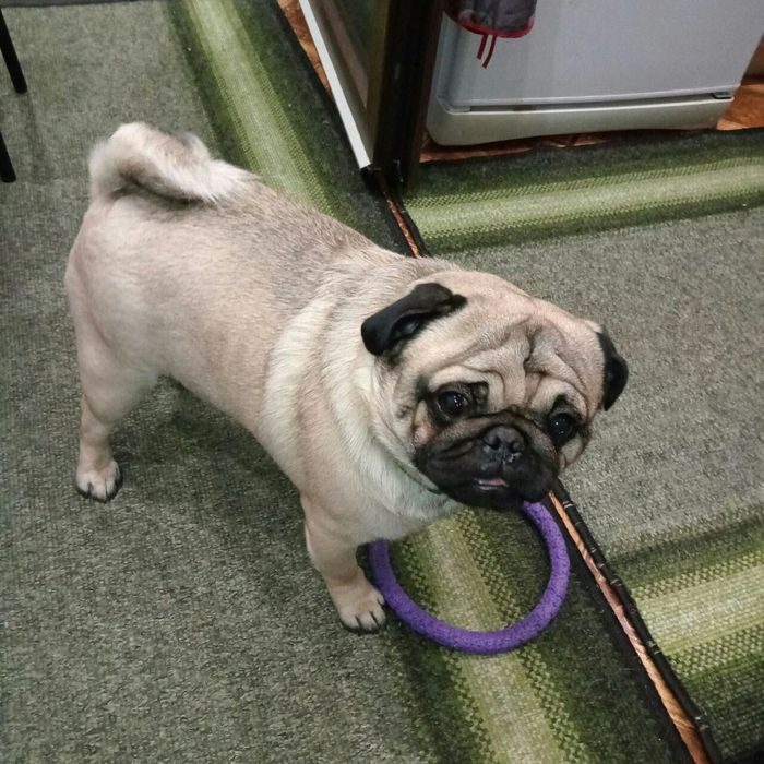 Вязка мопсика(кобель)