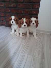 Szczeniaczek Cavalier King Charles Spaniel