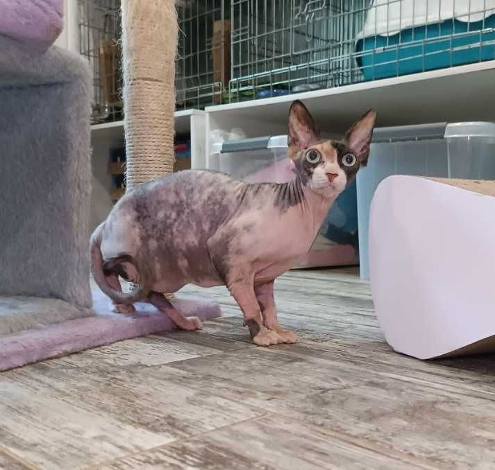 Кошечка редкой КРАСОТЫ, породы Сфинкс, по кличке Стеша (ей 4 годика)