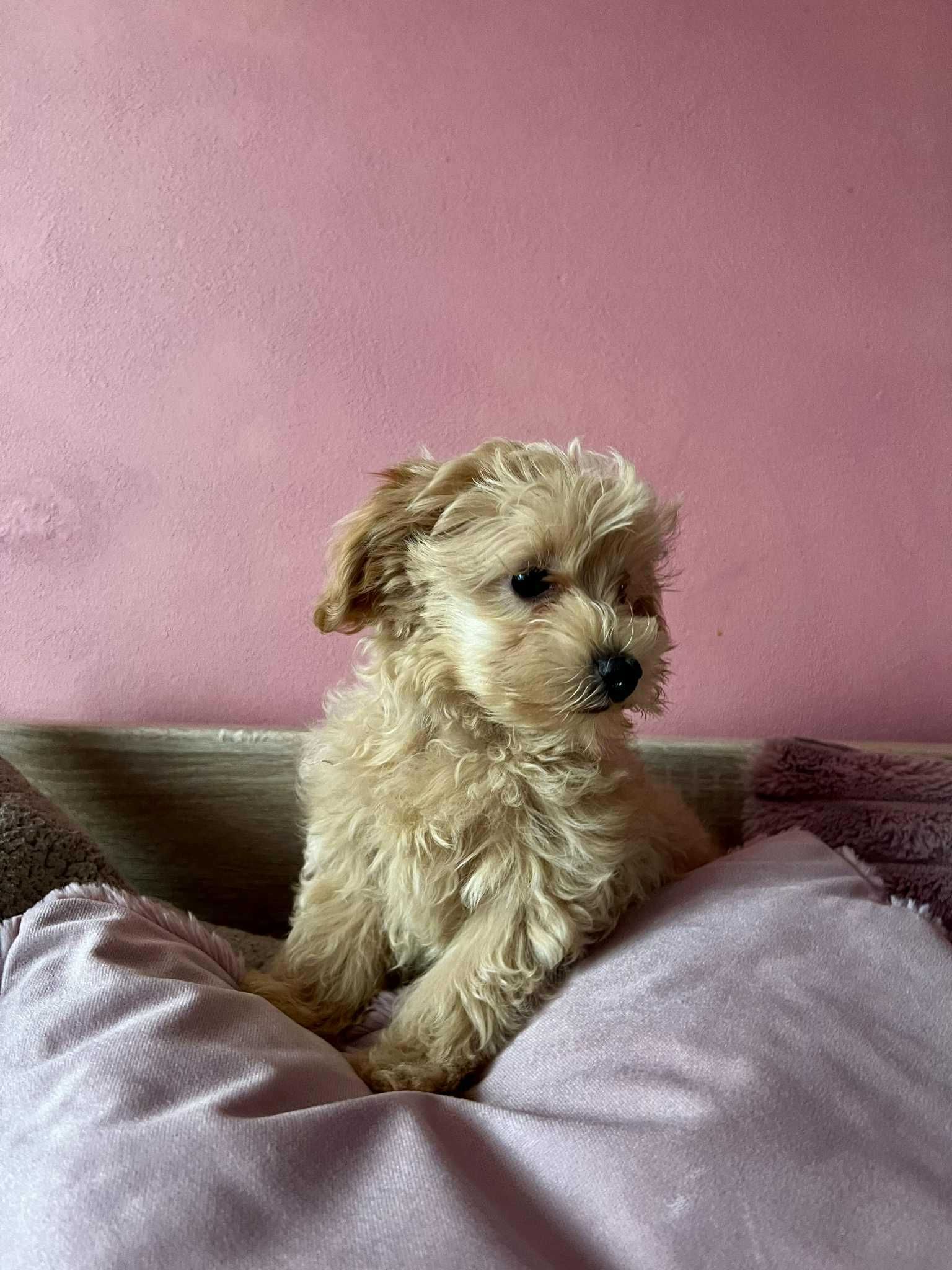Śliczny Maltipoo, chłopak, słodszy od miodu. Mama Maltanczyk t Redtoy