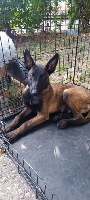 Бельгійська вівчарка КСУ