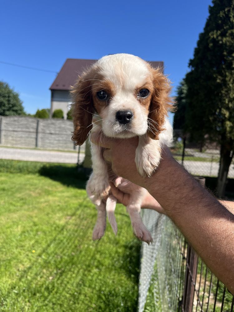 Piękny Piesek Cavalier Blenheim Chip,Rodowód,Książeczka,Wyprawka!