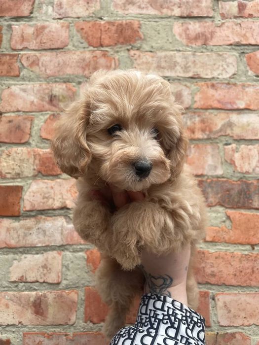 Карликовая девочка пудель щенки