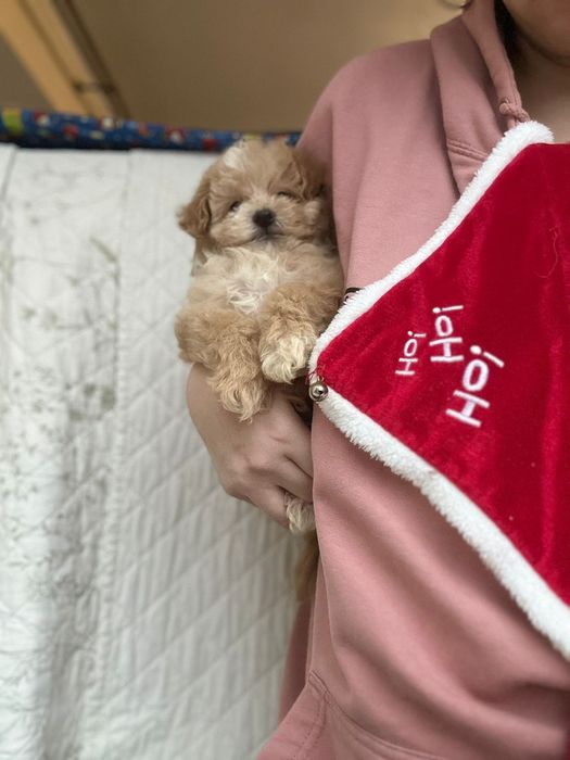 Міні та мікро мальтипу з чіпом ! Є вільні цуценята.  >