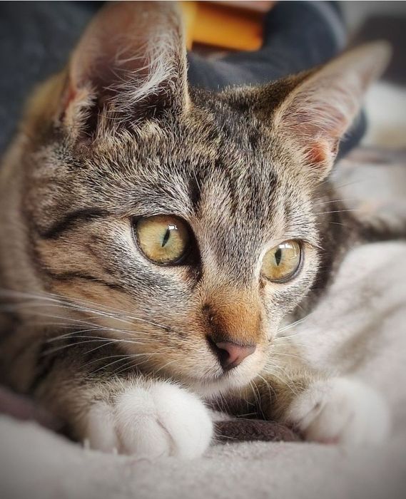 16 tygodniowa kicia szuka miłości