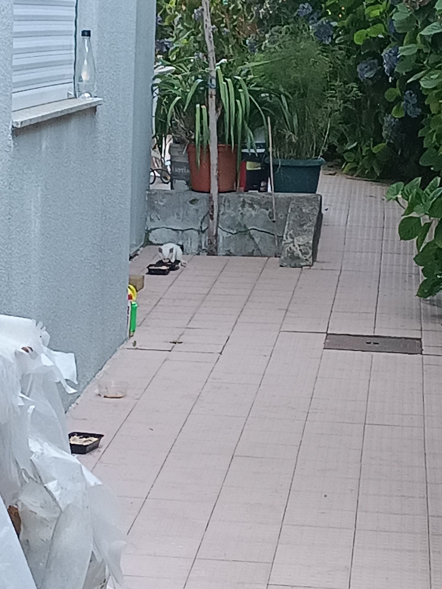 Doar 7 Gatinhos de 1 Mês e 3 Semanas