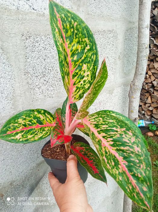 Розпродаж аглаонем