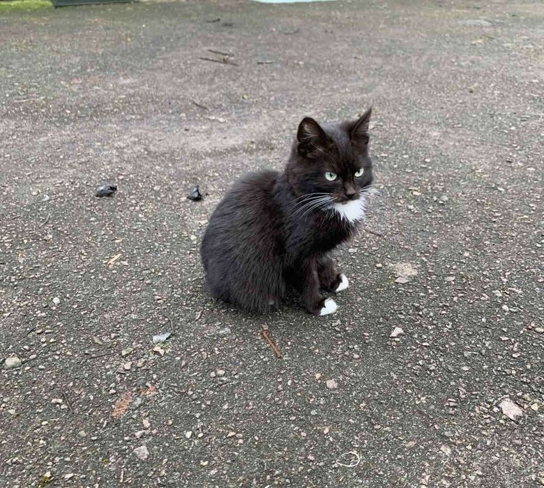 Кіт хлопець чорного кольору