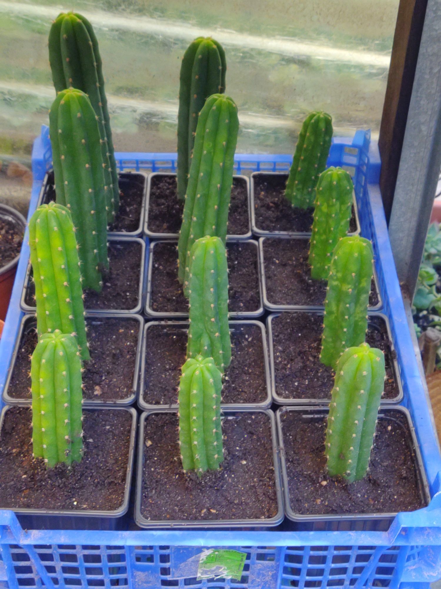 Cactos San Pedro (Echinopsis Pachanoi)