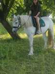 Klacz tinker 14 lat