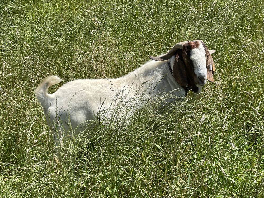 Cabritas/os Boer Puros