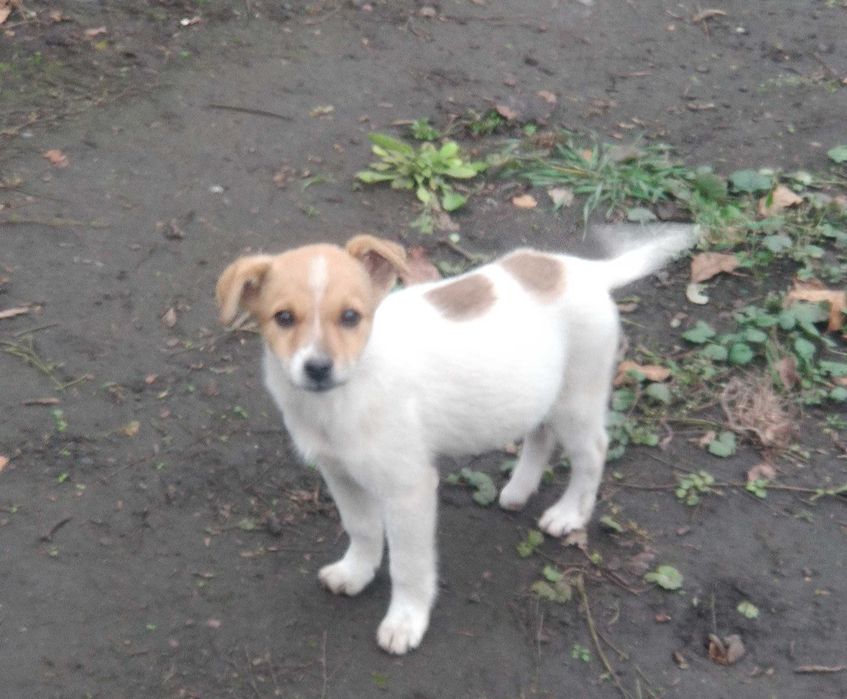 Щенки, чистокровные дворяне. Безкоштовно