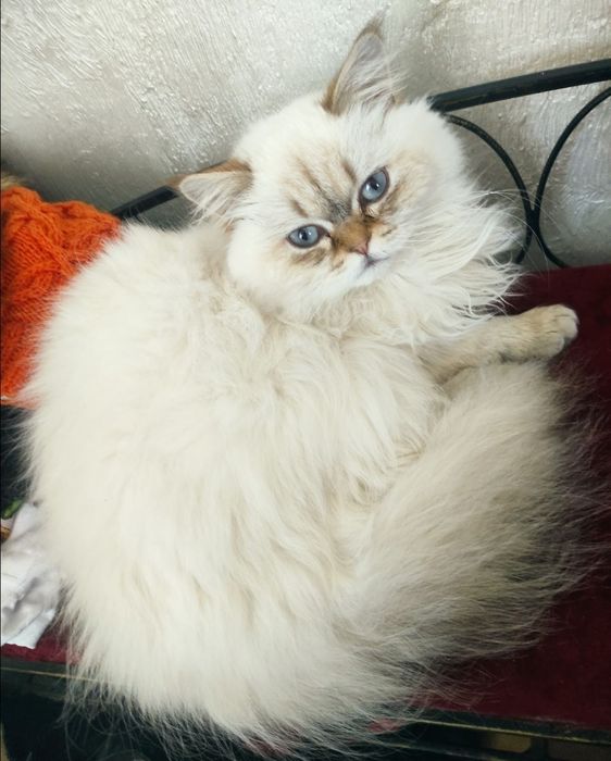 Кошеня Шотландське