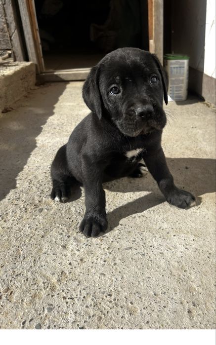 Розплідник продає цуценя Cane Corso  з документами КСУ на вас