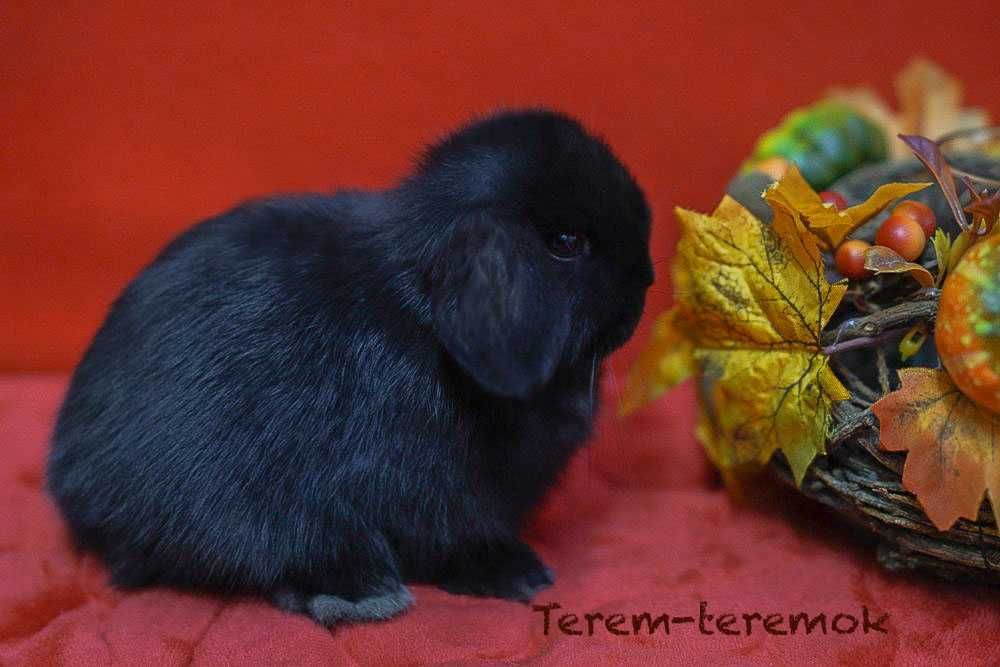 Карликове кроленя NHD у рідкісному забарвленні!