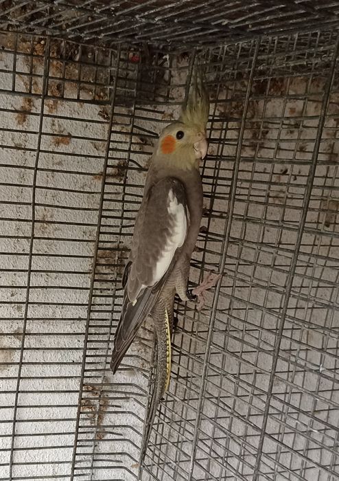 Caturras pérolas cinza