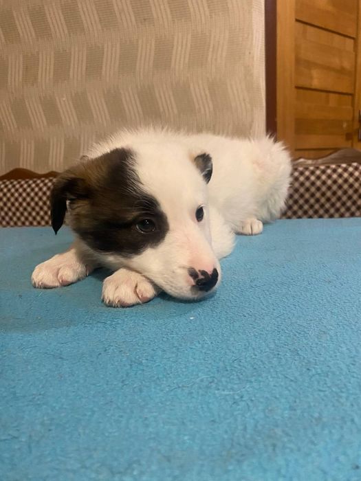 Лагідні гарні малі цуценята