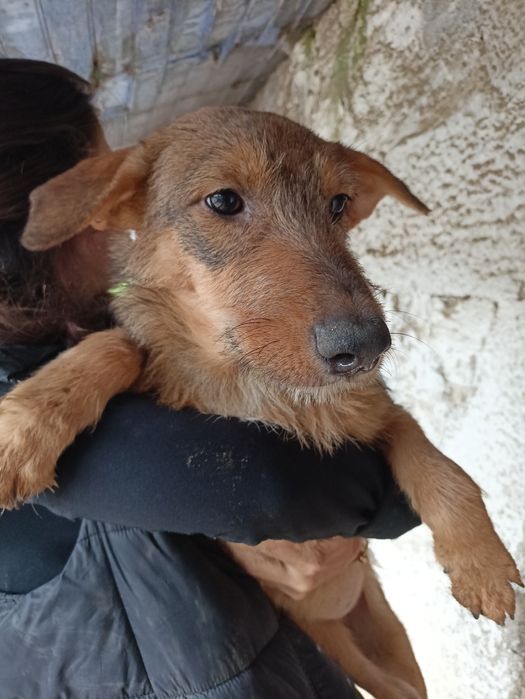 Cadela meiga para adoção