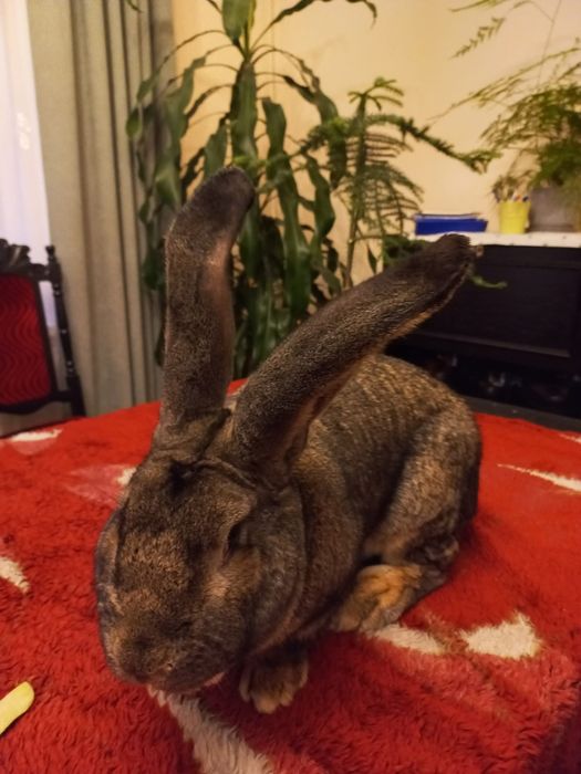 Olbrzym Belgijski samce i samice