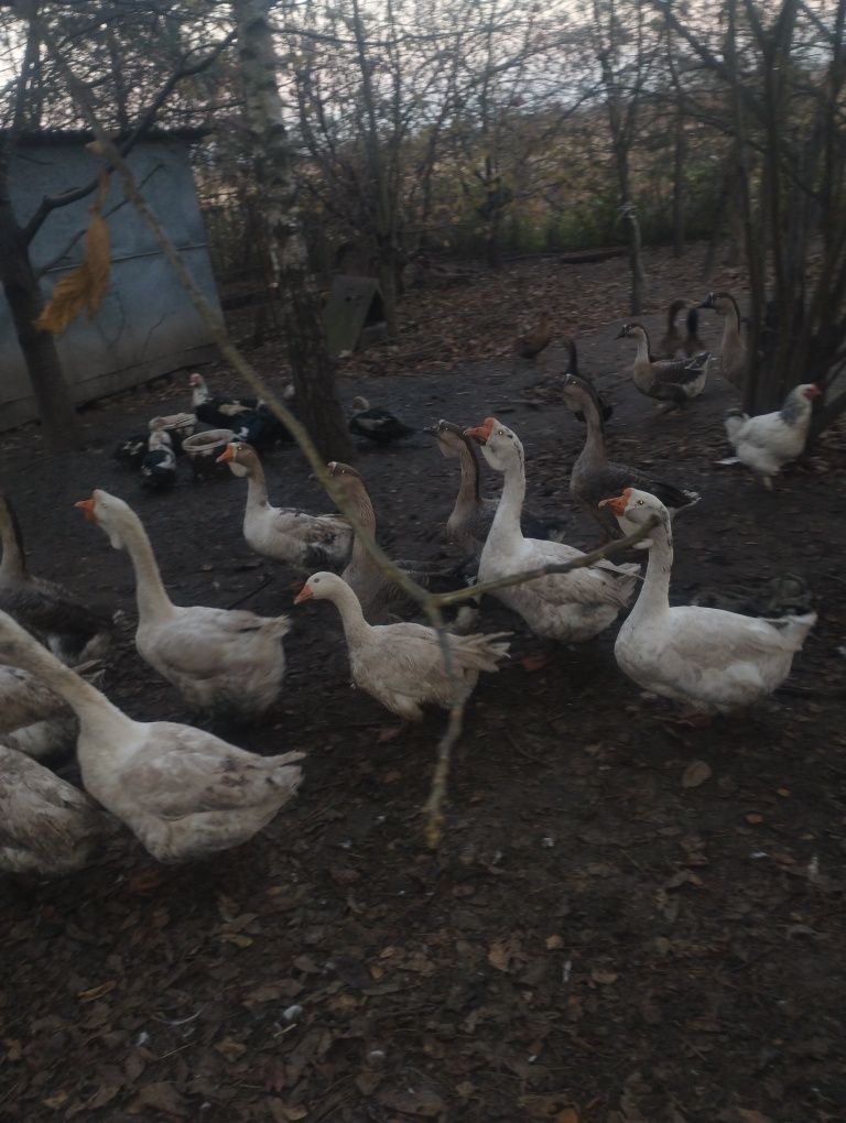Продаються гуси  холмогори