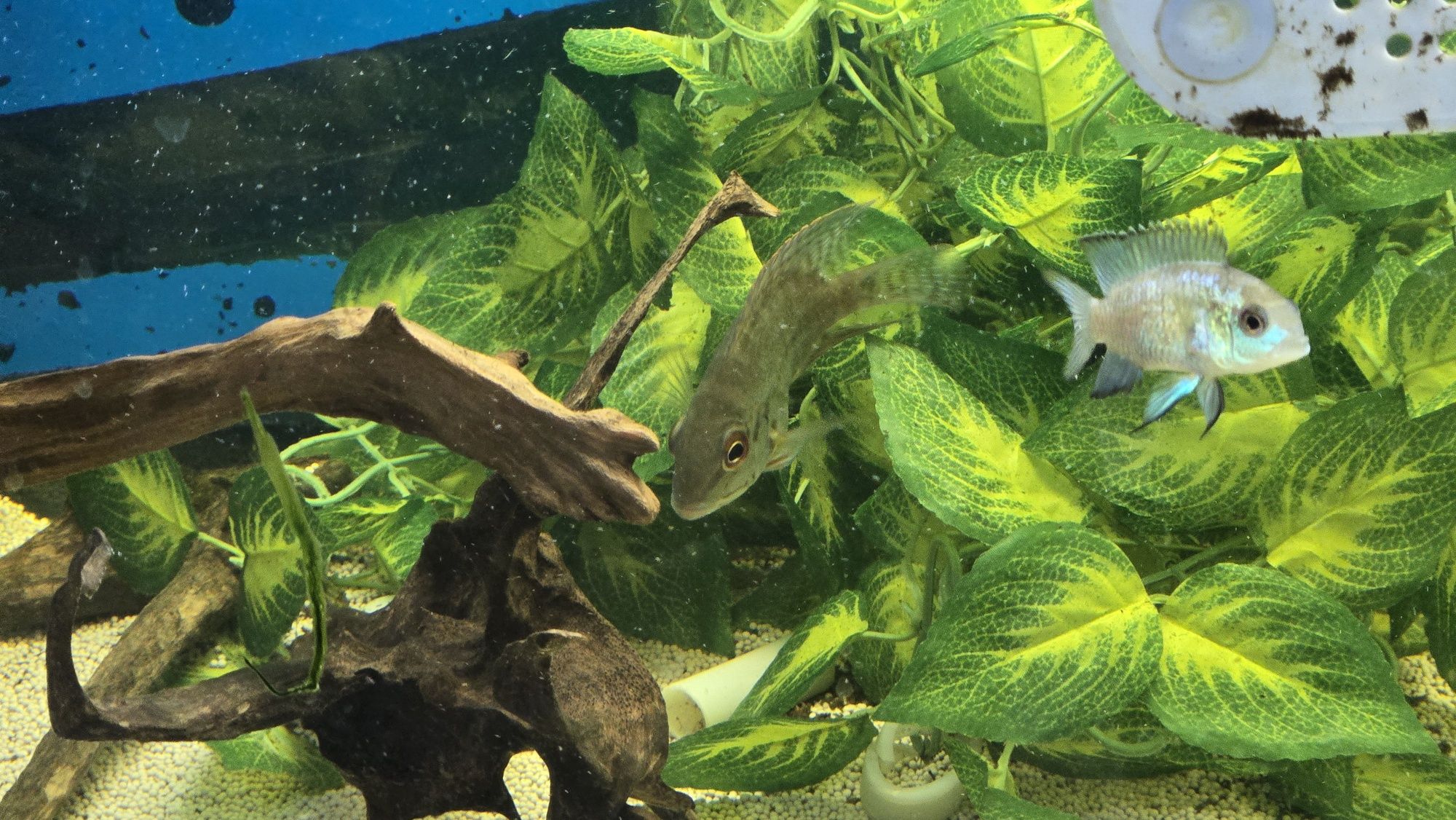 Papagaio Verdadeiro (Hoplarchus psittacus)