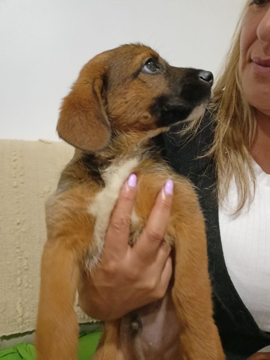 Cão bebé para adoção