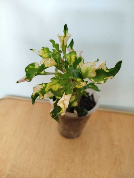 Альтернантера Бецика . Ирезине .