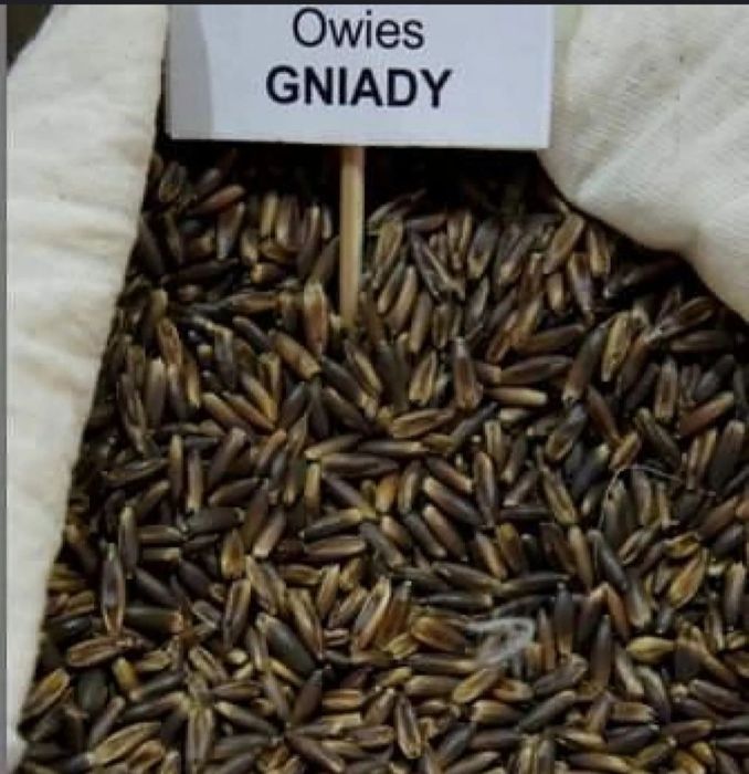 Owies 25 kg gniady czarny